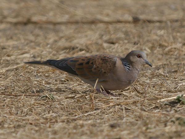 <h3><a href="/trips/gambia/biota/animalia/chordata/aves/026 columbiformes/001 columbidae/streptopelia turtur/streptopelia turtur-nl.html">Streptopelia&nbsp;turtur</a> / European&nbsp;turtle&nbsp;dove / Zomertortel</h3>OM-1 Mark II met OLYMPUS M.150-400mm F4.5 TC, 1/2000 sec  bij F5.6, ISO 320, afstand 31.2&nbsp;m